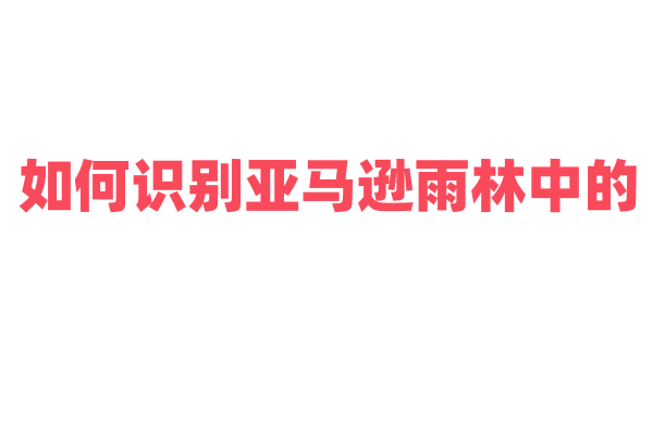 如何识别亚马逊雨林中的“树中之王”