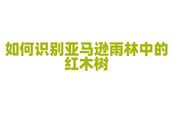 如何识别亚马逊雨林中的红木树？