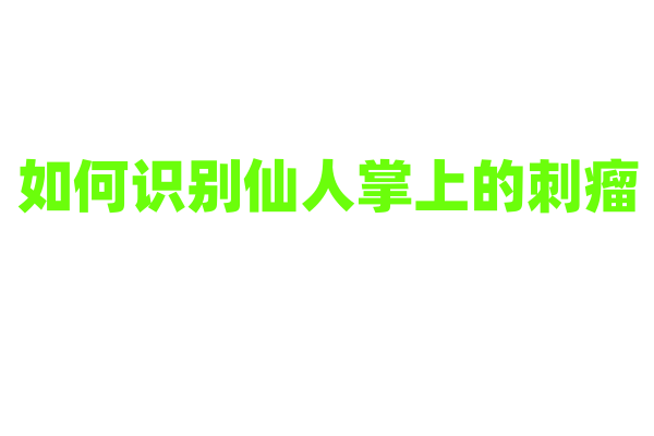 如何识别仙人掌上的刺瘤？
