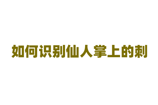 如何识别仙人掌上的刺？