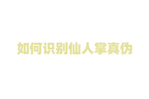 如何识别仙人掌真伪