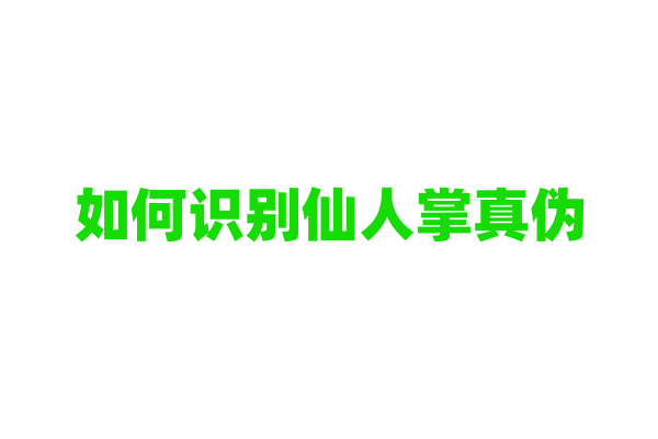 如何识别仙人掌真伪？
