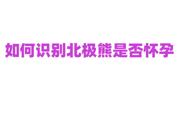 如何识别北极熊是否怀孕