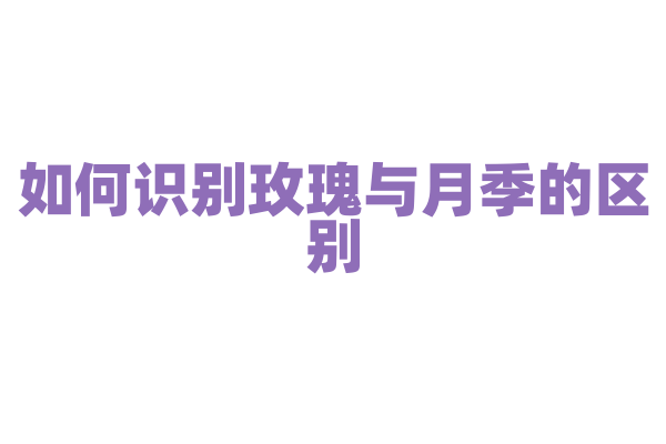 如何识别玫瑰与月季的区别