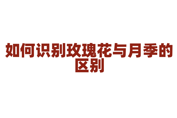 如何识别玫瑰花与月季的区别