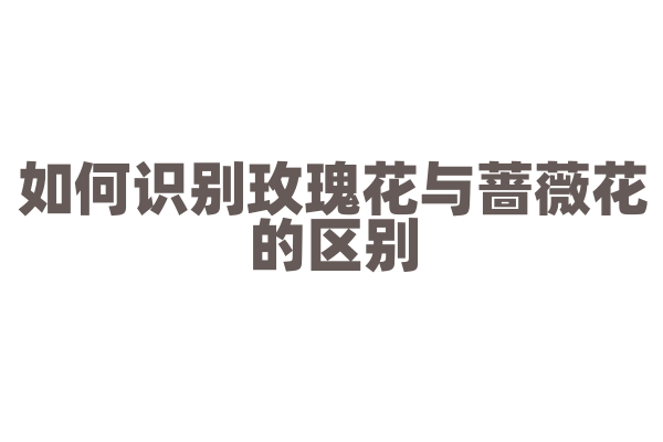 如何识别玫瑰花与蔷薇花的区别？