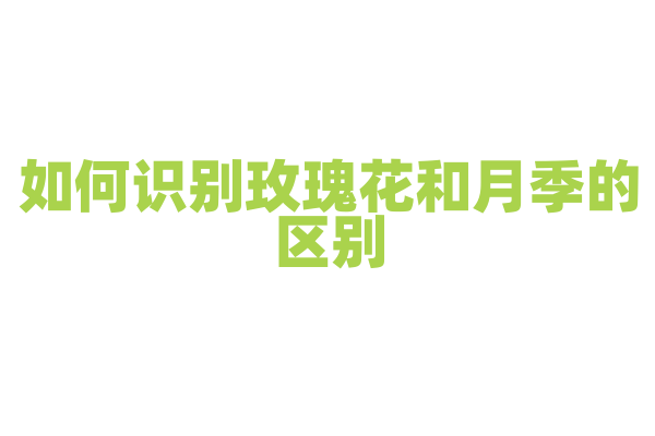 如何识别玫瑰花和月季的区别？