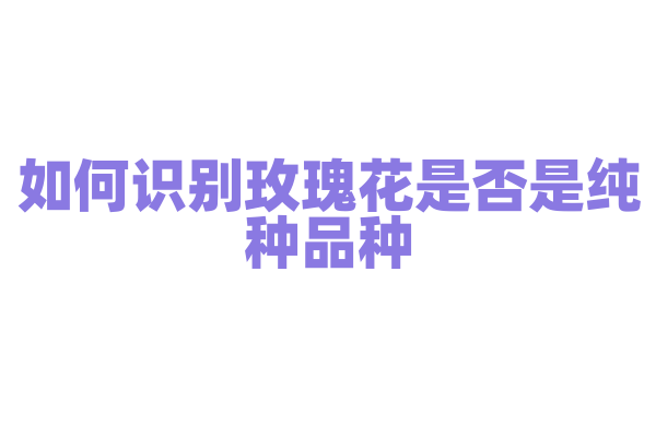 如何识别玫瑰花是否是纯种品种？