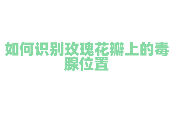 如何识别玫瑰花瓣上的毒腺位置？