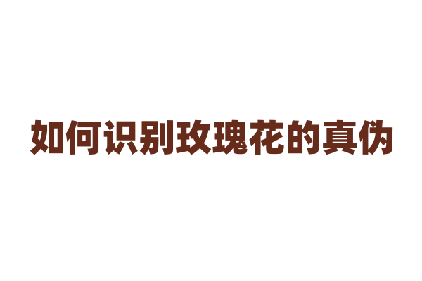 如何识别玫瑰花的真伪