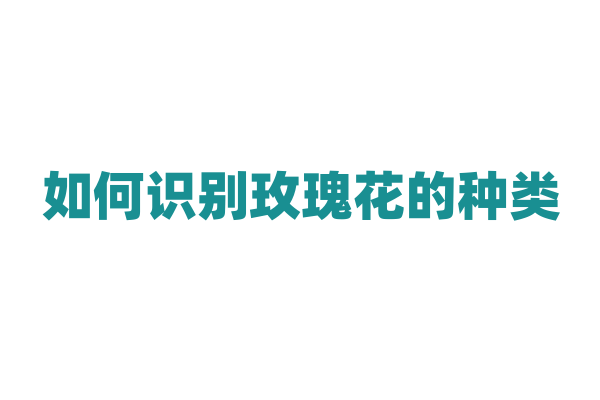 如何识别玫瑰花的种类