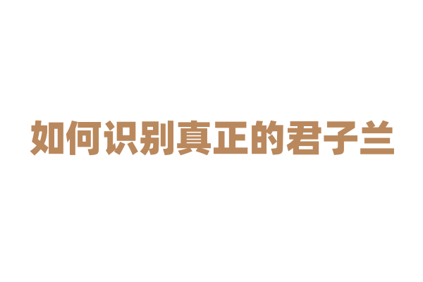 如何识别真正的君子兰