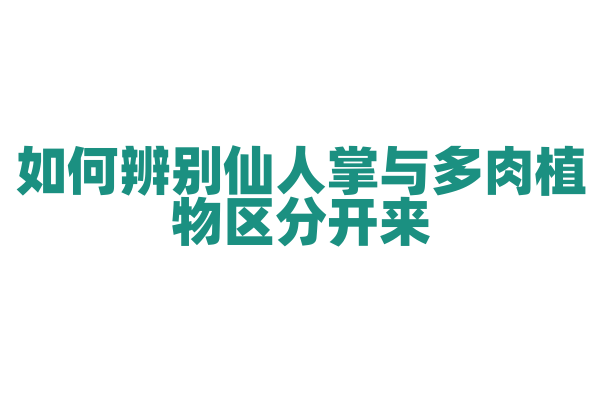 如何辨别仙人掌与多肉植物区分开来