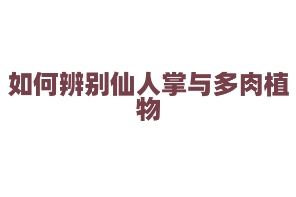 如何辨别仙人掌与多肉植物？