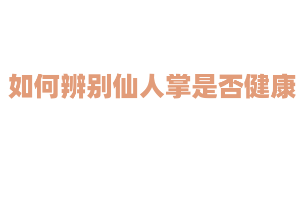 如何辨别仙人掌是否健康？