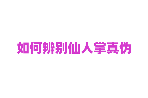 如何辨别仙人掌真伪？