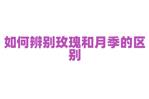 如何辨别玫瑰和月季的区别