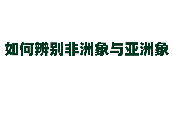如何辨别非洲象与亚洲象？