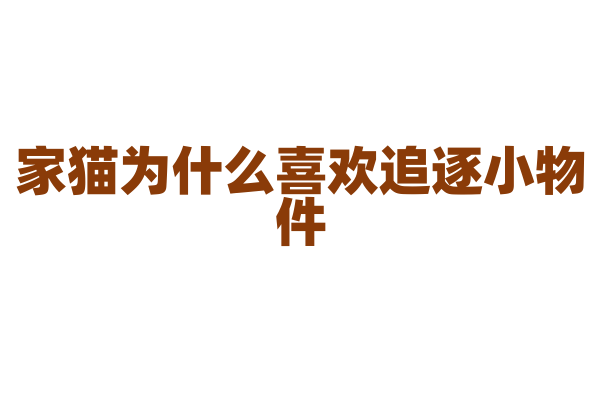家猫为什么喜欢追逐小物件