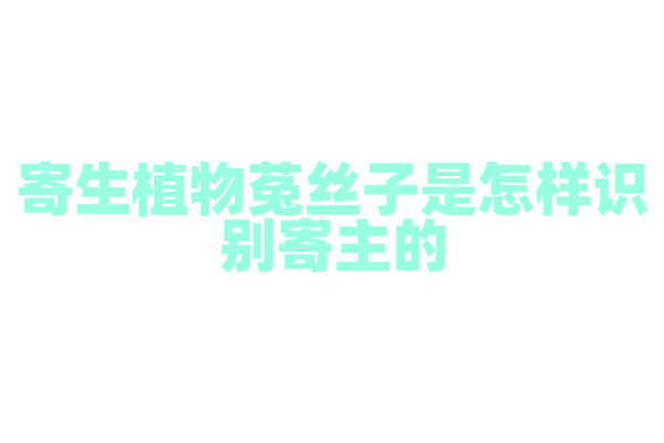 寄生植物菟丝子是怎样识别寄主的？