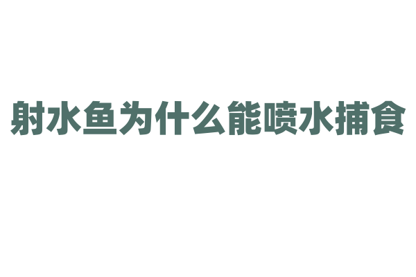 射水鱼为什么能喷水捕食，它的喷水器官和瞄准技巧是怎样的？