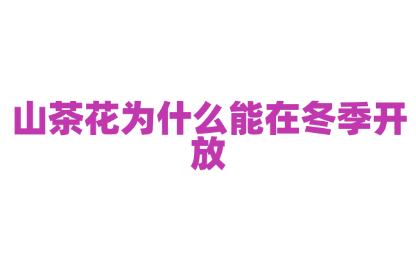 山茶花为什么能在冬季开放，它有哪些抗寒机制？
