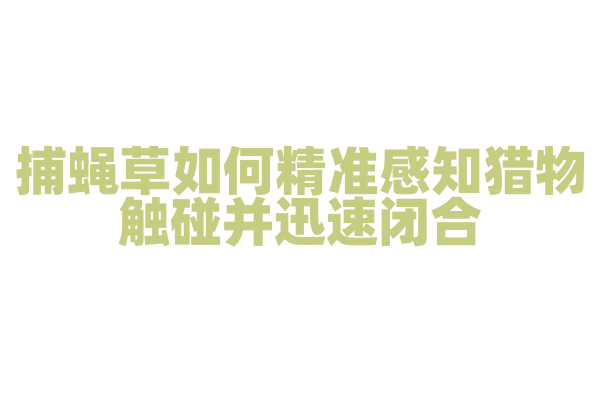 捕蝇草如何精准感知猎物触碰并迅速闭合？