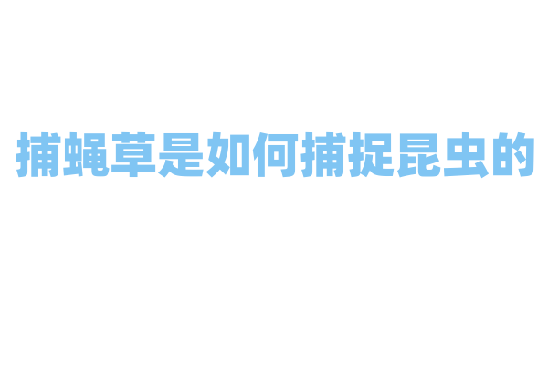 捕蝇草是如何捕捉昆虫的，它的陷阱有多灵敏？