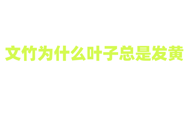 文竹为什么叶子总是发黄，哪些养护因素会导致这一现象？