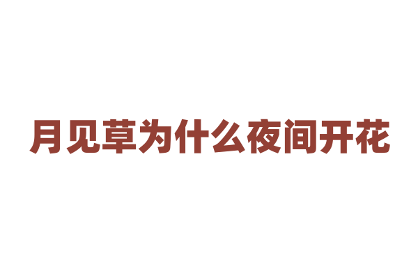 月见草为什么夜间开花，它的传粉机制与夜间开花有什么关系？