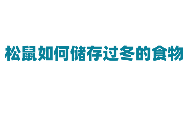 松鼠如何储存过冬的食物