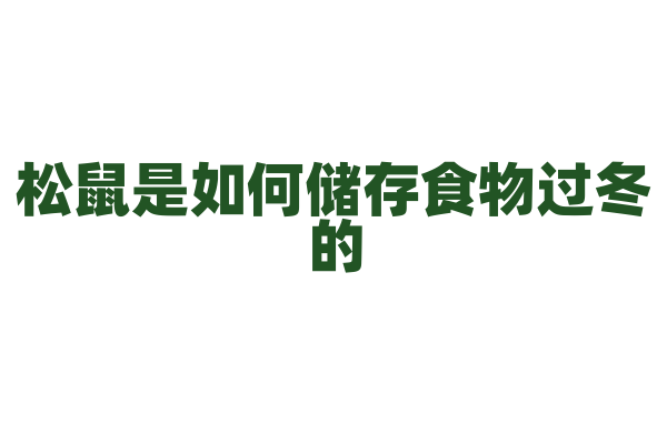 松鼠是如何储存食物过冬的，它能记住藏食物的地方吗？