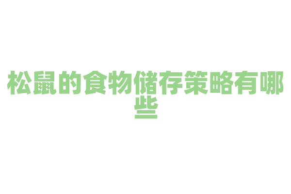 松鼠的食物储存策略有哪些？