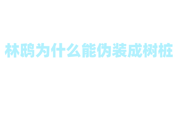 林鸱为什么能伪装成树桩，它的伪装技巧和生存环境有什么关系？