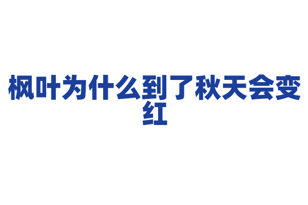 枫叶为什么到了秋天会变红，它的色素发生了什么变化？