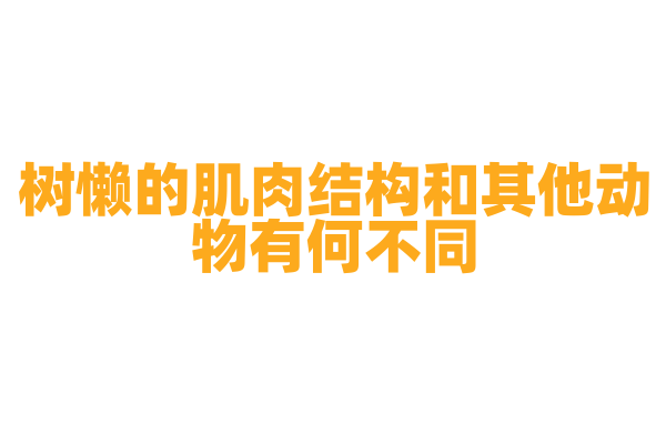 树懒的肌肉结构和其他动物有何不同？