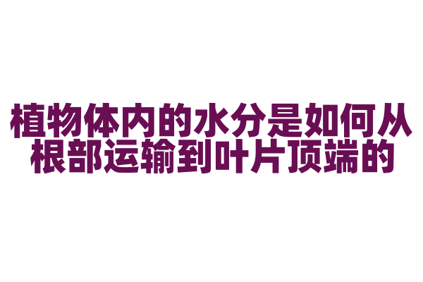 植物体内的水分是如何从根部运输到叶片顶端的？