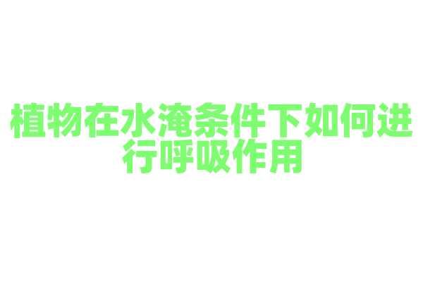 植物在水淹条件下如何进行呼吸作用？