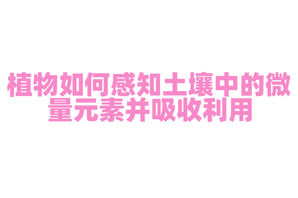 植物如何感知土壤中的微量元素并吸收利用？