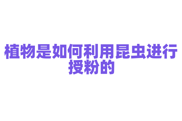 植物是如何利用昆虫进行授粉的？