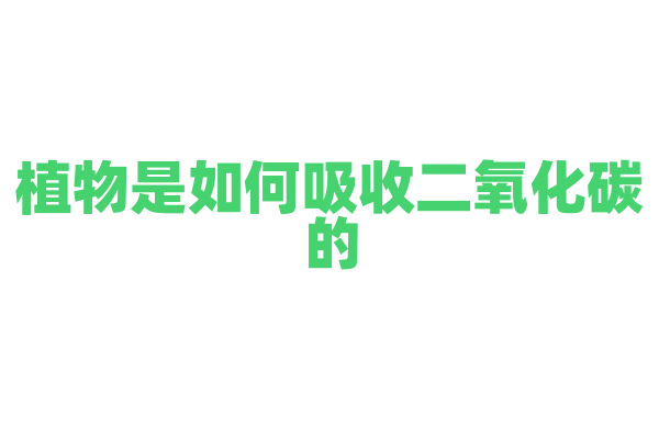 植物是如何吸收二氧化碳的？