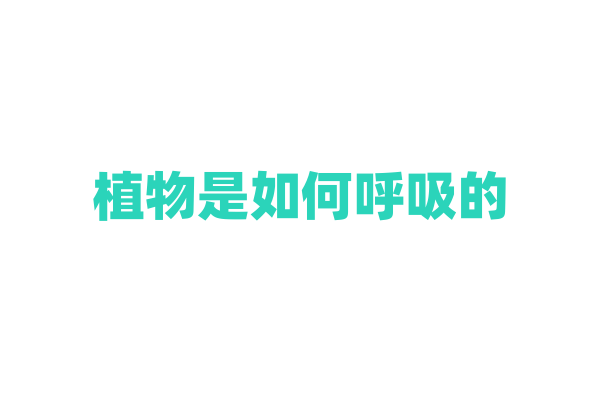 植物是如何呼吸的？