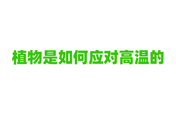 植物是如何应对高温的？