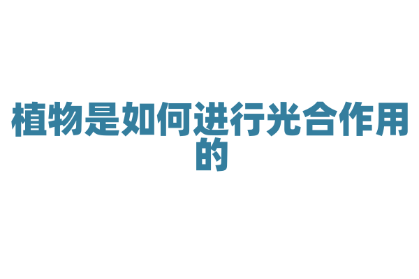 植物是如何进行光合作用的？