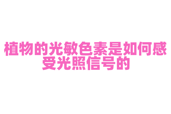 植物的光敏色素是如何感受光照信号的？