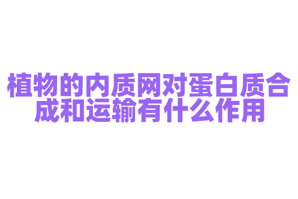植物的内质网对蛋白质合成和运输有什么作用？