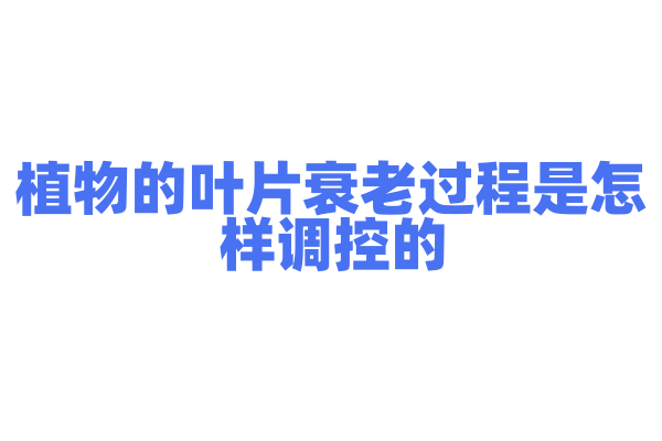植物的叶片衰老过程是怎样调控的？