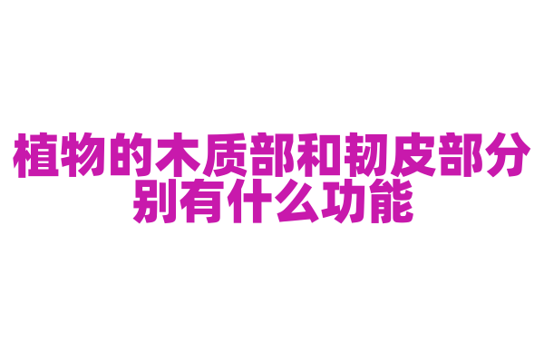 植物的木质部和韧皮部分别有什么功能？