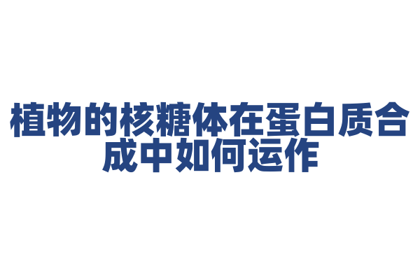 植物的核糖体在蛋白质合成中如何运作？