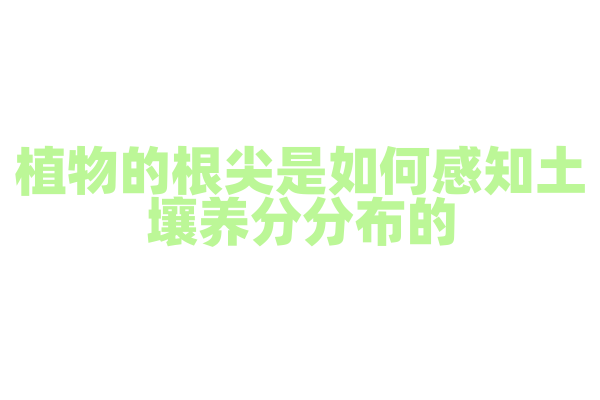 植物的根尖是如何感知土壤养分分布的？